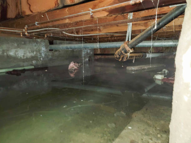 Best Carpet water damage restoration  in Aiea, HI